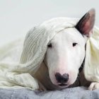 White Dog with Blue Eyes in Misty Blue Skies and Ocean Waves