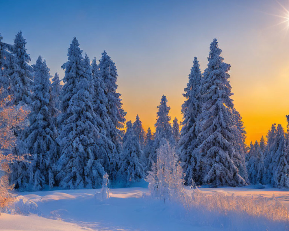 Winter landscape with snow-covered trees at sunrise or sunset under clear blue sky