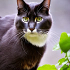 Black Cat with White Chest and Green Eyes Among Green Foliage