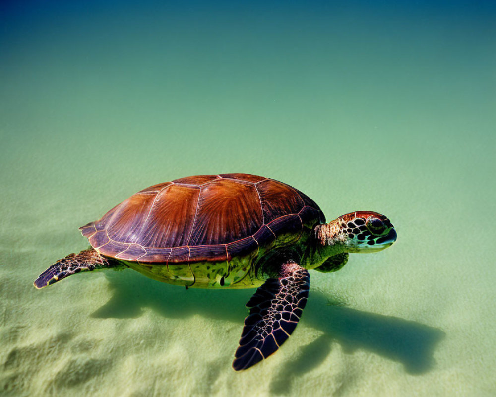 Brown sea turtle swimming in clear shallow waters with sandy bottom