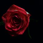 Vibrant red rose in full bloom against dark backdrop with flying insect