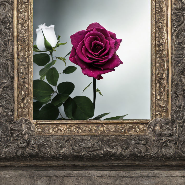 Purple Rose in Silver Frame Reflecting in Mirror