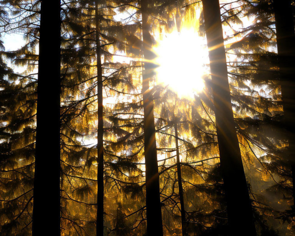 Golden sunbeams through dense forest of tall trees