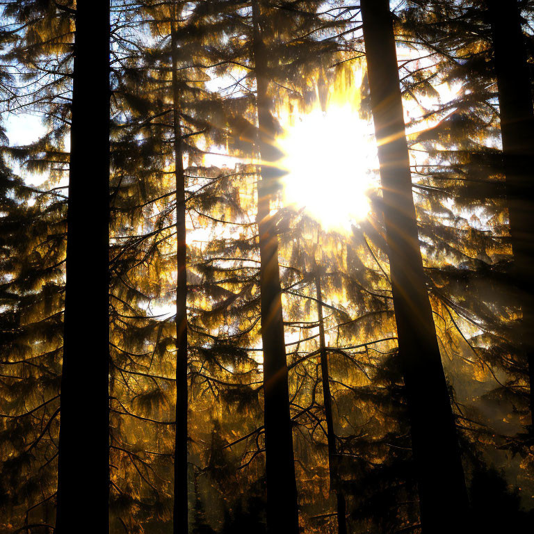 Golden sunbeams through dense forest of tall trees