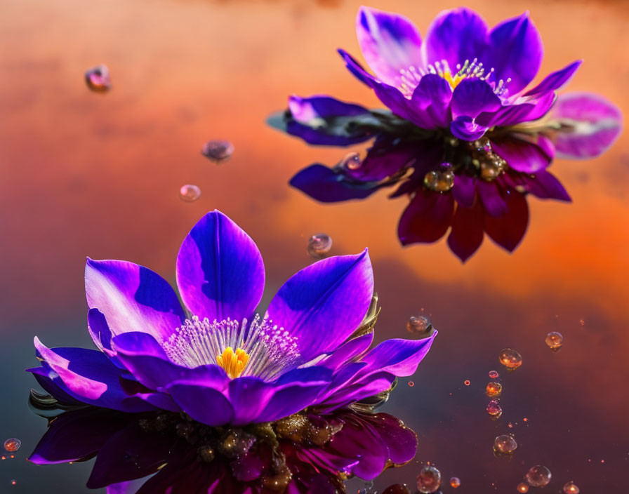 Vibrant Purple Water Lilies on Orange Water Surface