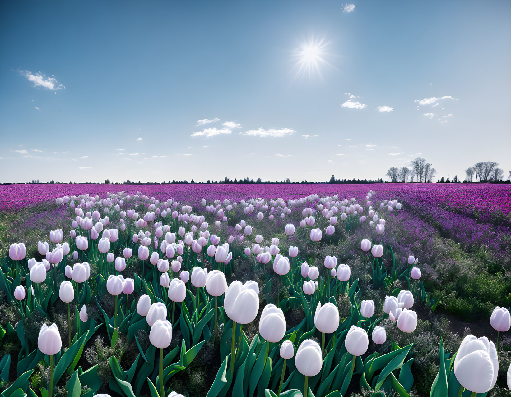 Colorful tulip field under clear blue sky with sun shining, white to purple transition