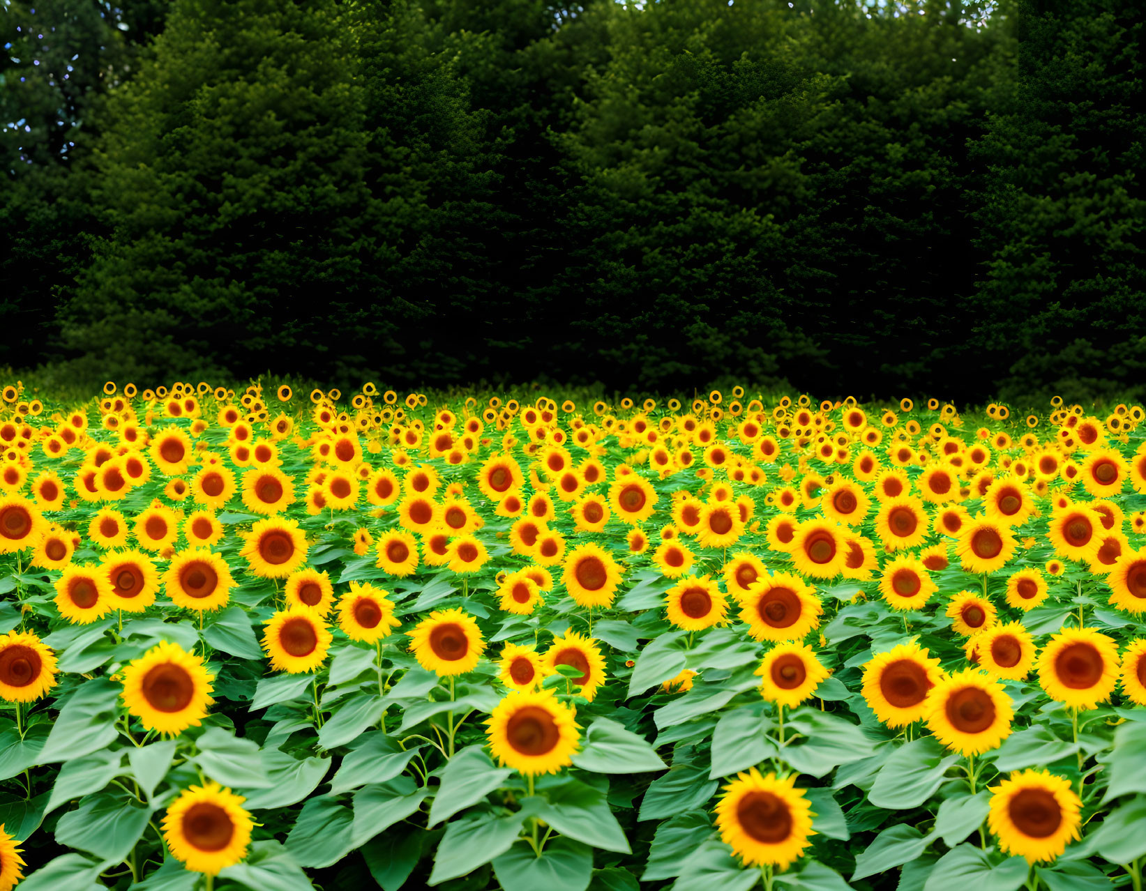 Lush Green Trees and Blooming Sunflowers Landscape