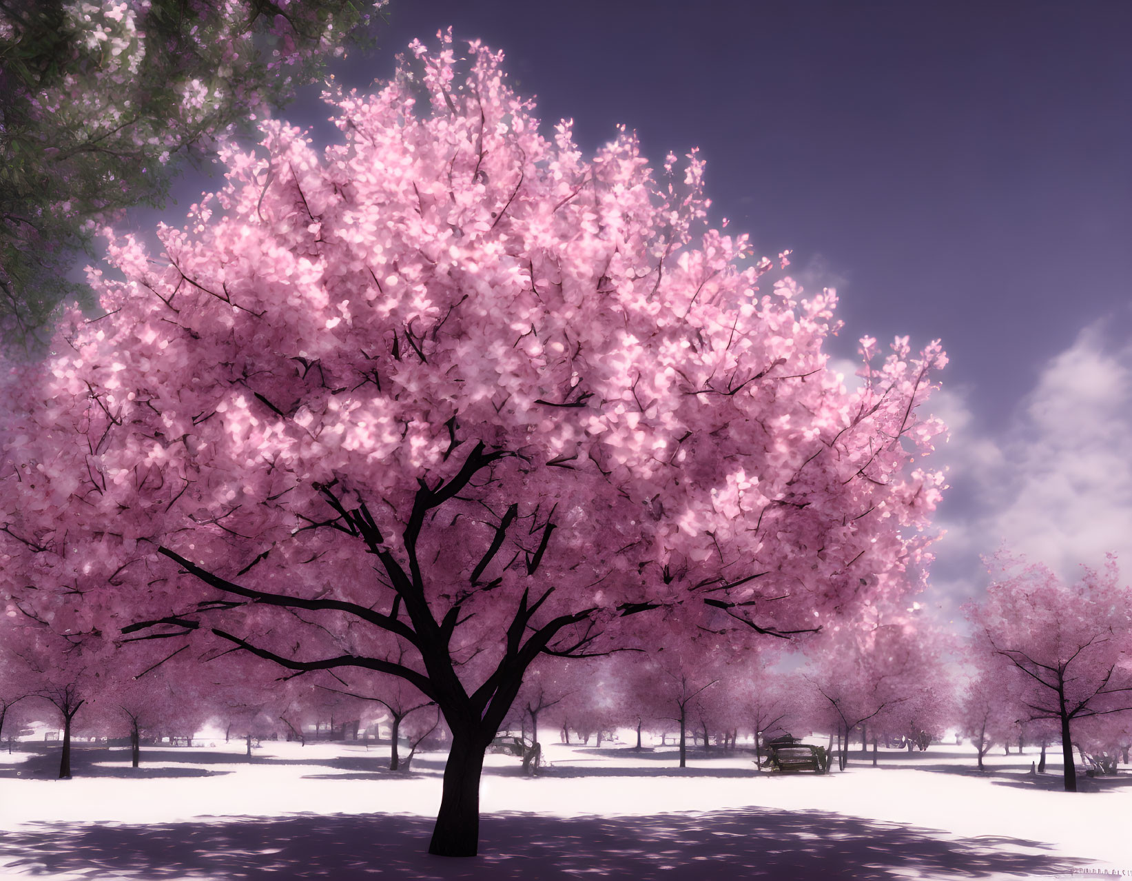 Blooming pink cherry blossom tree in serene snowy park