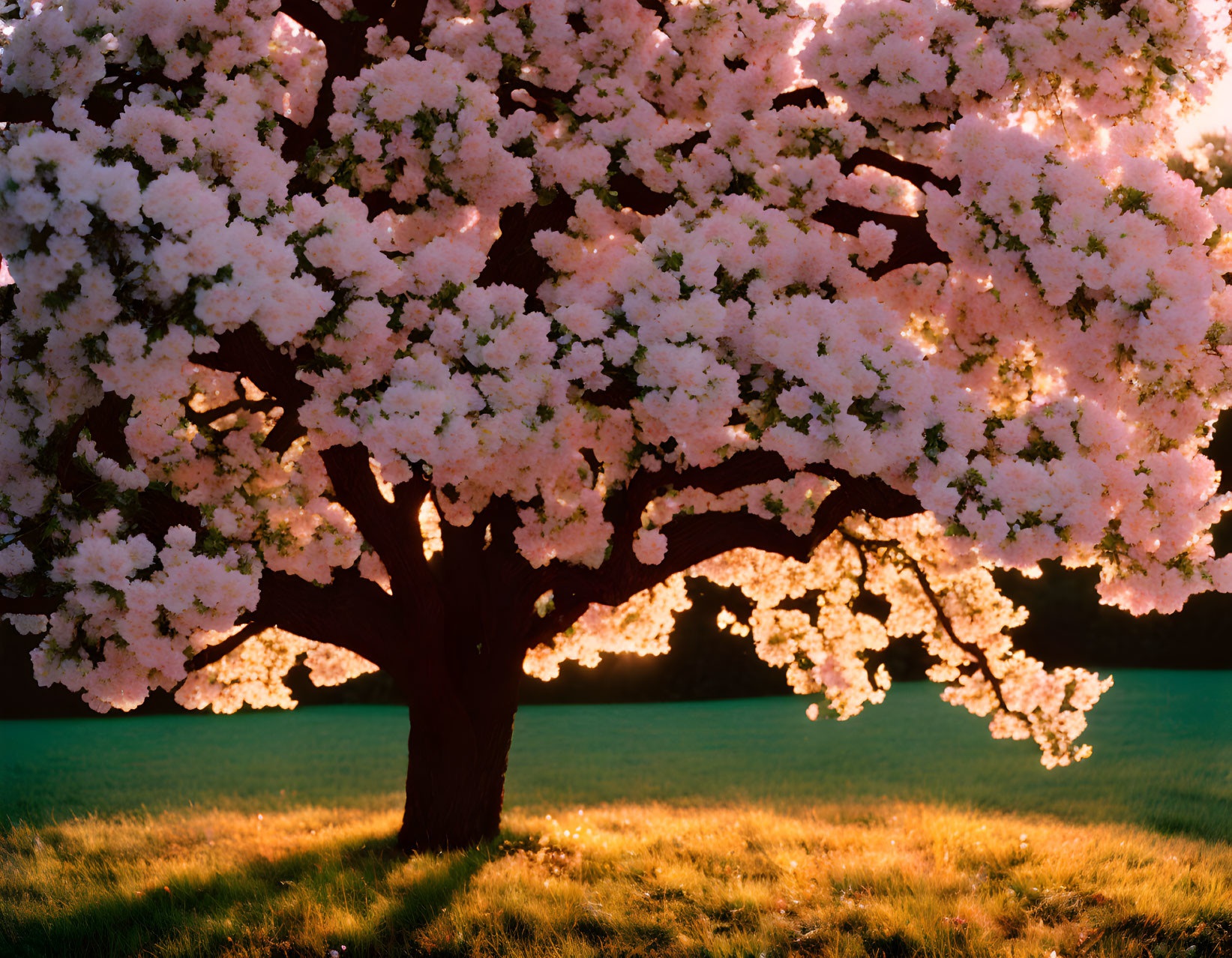 Blooming cherry blossom tree at sunset with warm light on grass