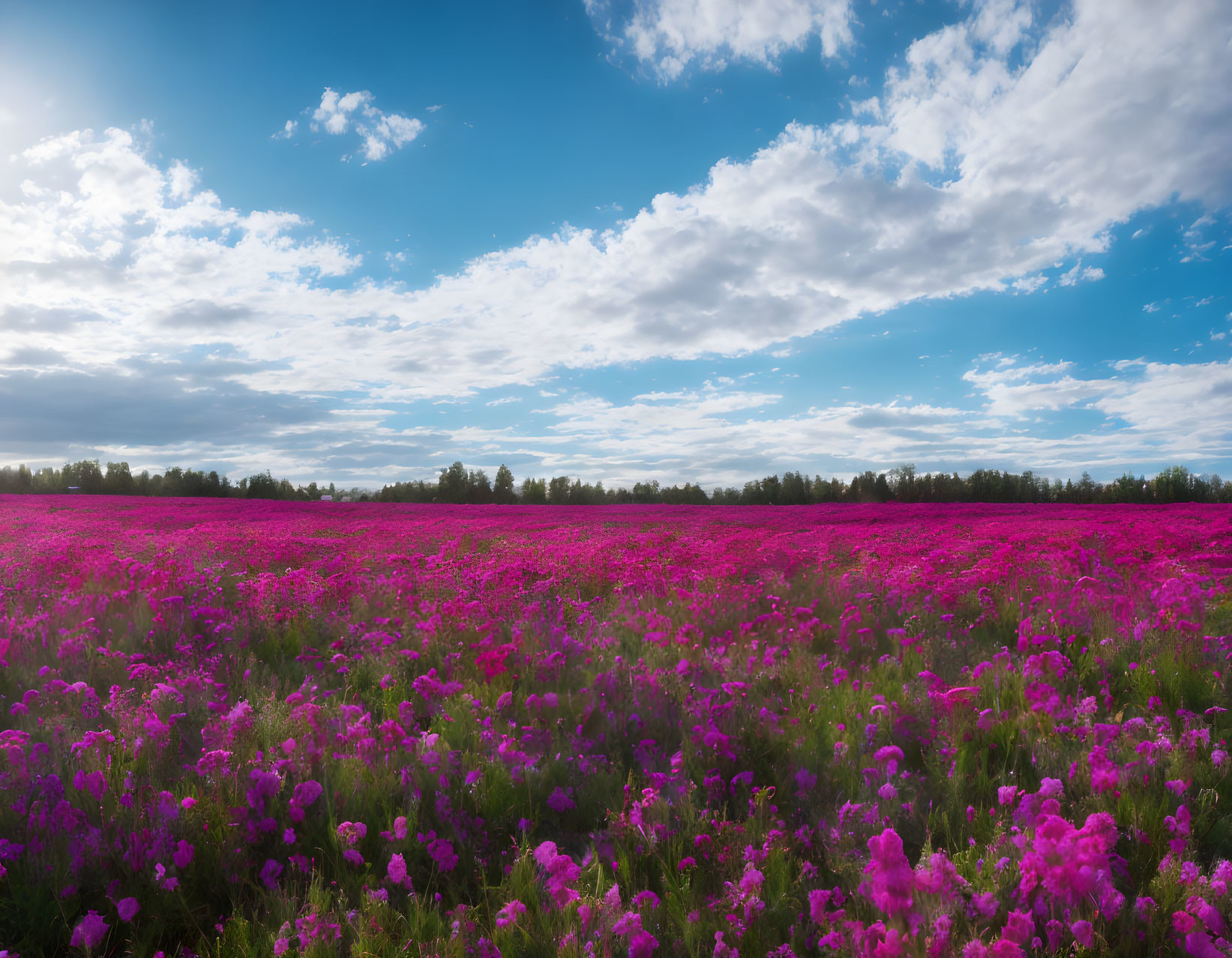 Pink Flowers Field Under Partly Cloudy Blue Sky with Sunlight Peeking Through