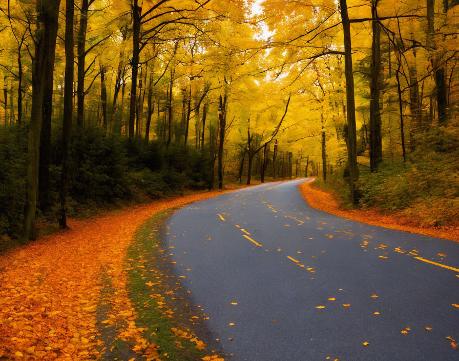 Scenic autumn forest with winding road