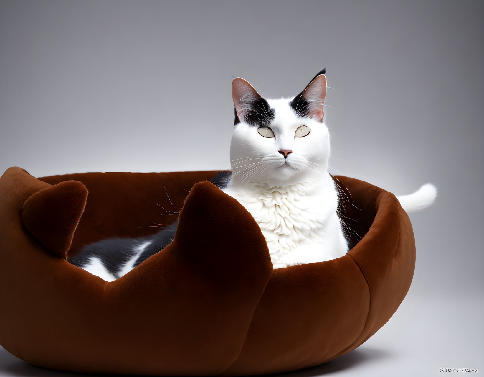 Black and white cat with striking eyes in plush brown cat bed on gray background