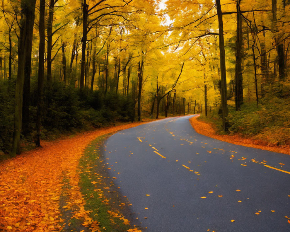 Scenic autumn forest with winding road