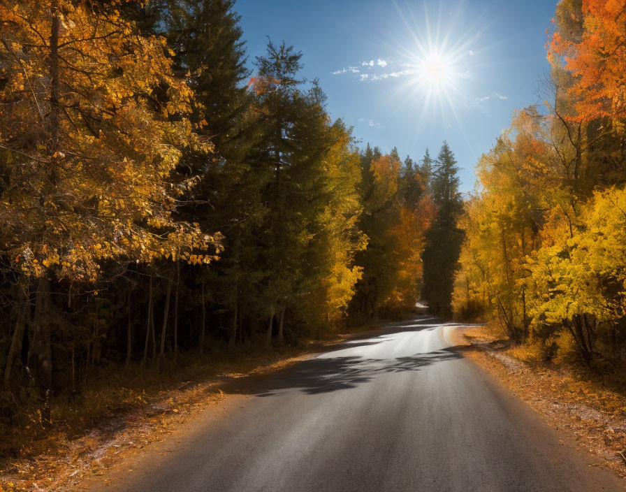 Sun-drenched road winds through vibrant autumn forest with golden leaves.