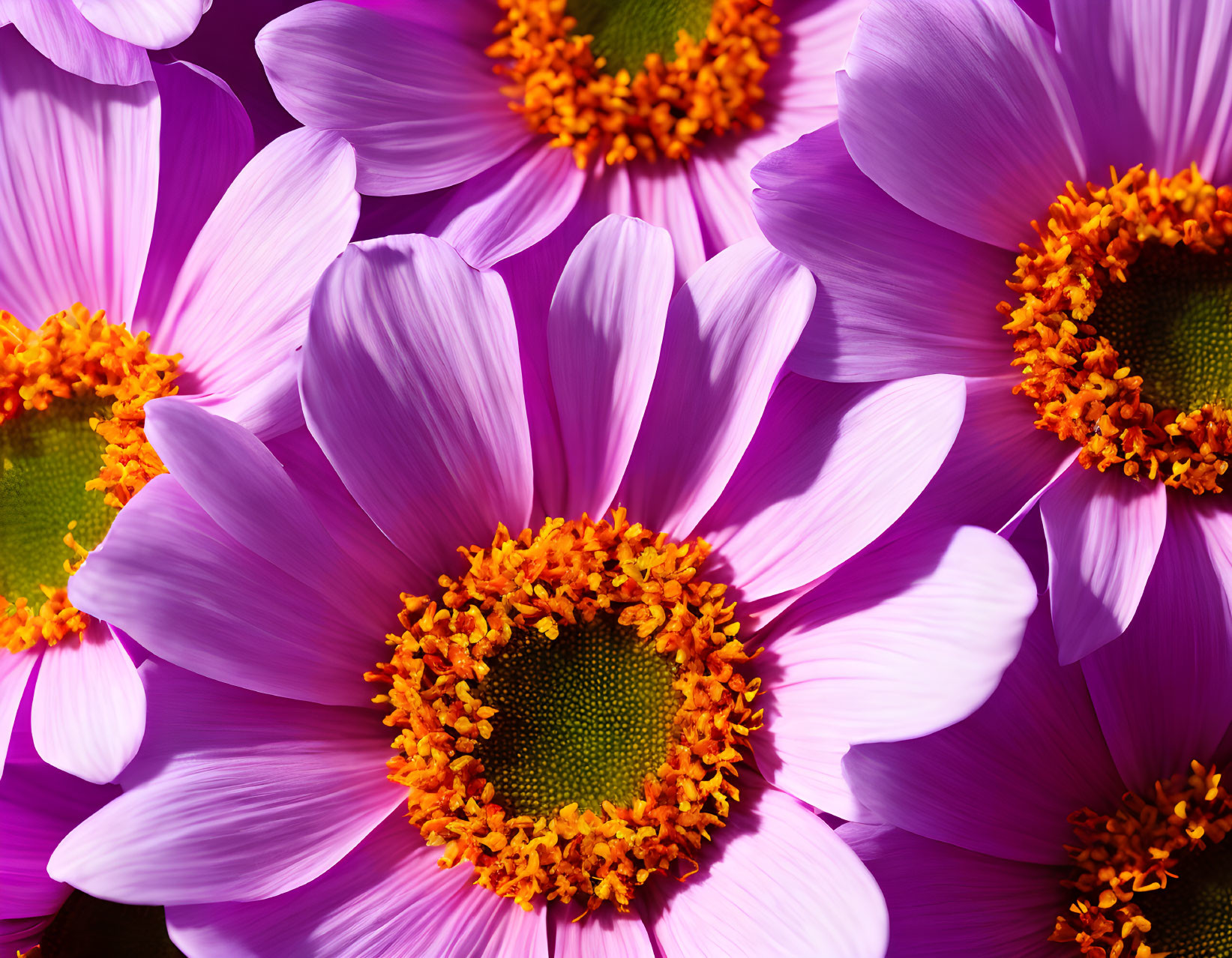 Vibrant purple daisies with orange-yellow centers on dark backdrop
