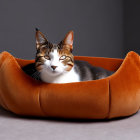 White and Brown Cat Relaxing in Orange Pet Bed