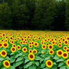 Lush Green Trees and Blooming Sunflowers Landscape