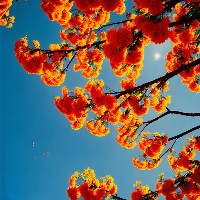 Bright Orange Blossoms Against Blue Sky with Airplane and Moon