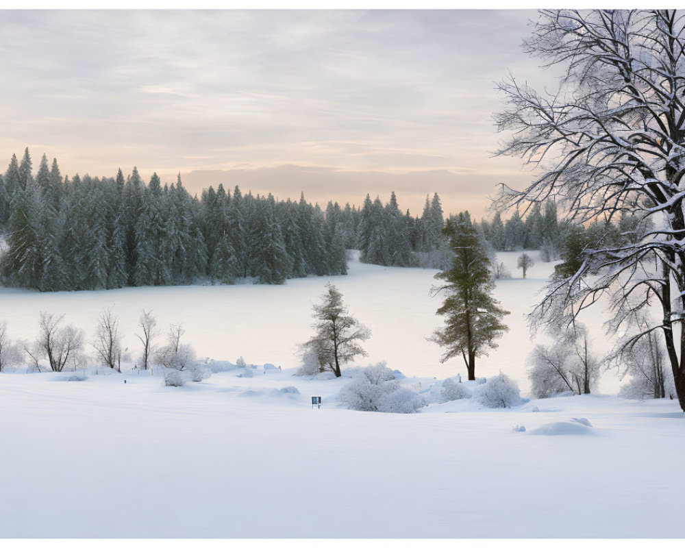 Snow-covered Ground and Trees with Frozen Lake in Twilight