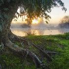 Misty dawn landscape with moss-covered tree and sunlight