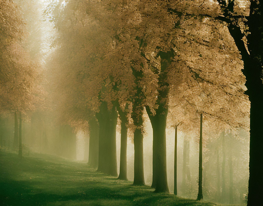 Tranquil tree-lined path in warm sunlight with misty ambiance