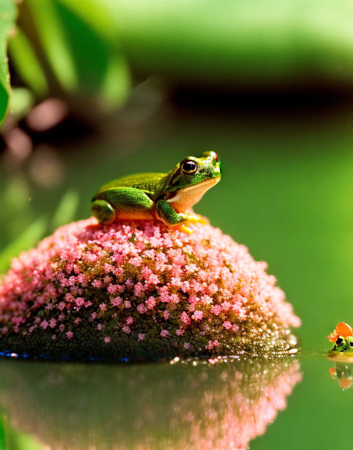 Green Frog on Red Flower Mound with Reflection in Water