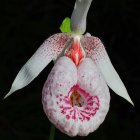 Colorful flower with butterfly wings in intricate design.