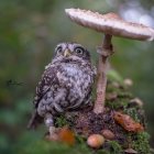 Blue-eyed owl under toadstool in forest setting with lantern and butterfly