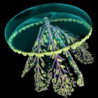 Luminescent Green Jellyfish with Yellow Fringe and Sparkling Patterns