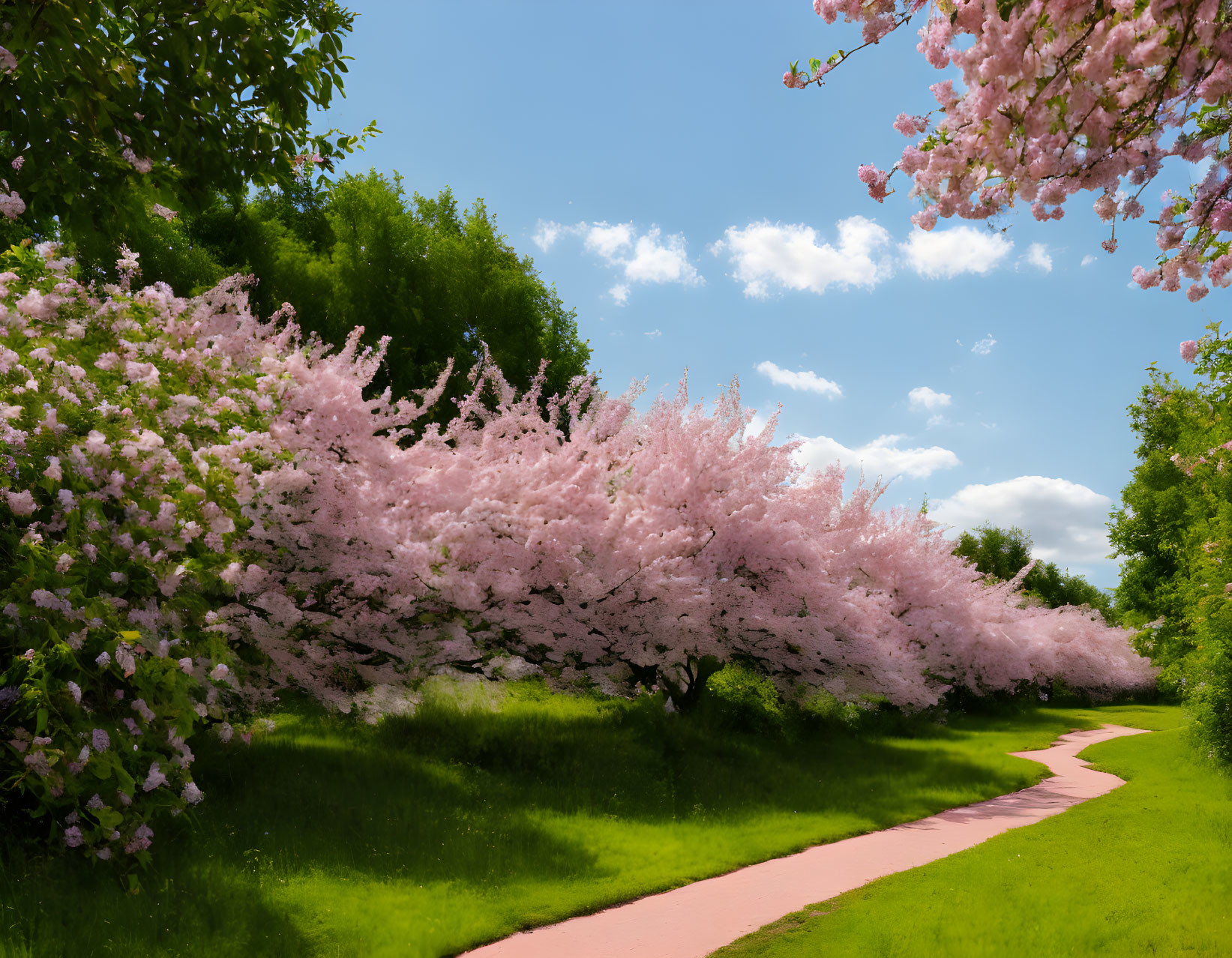 Scenic pathway with cherry blossoms and green grass