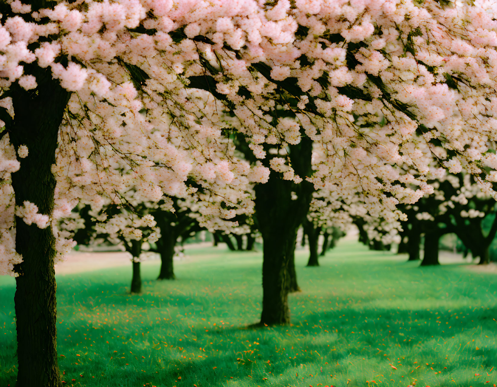 Cherry Blossom Trees in Full Bloom at Tranquil Park