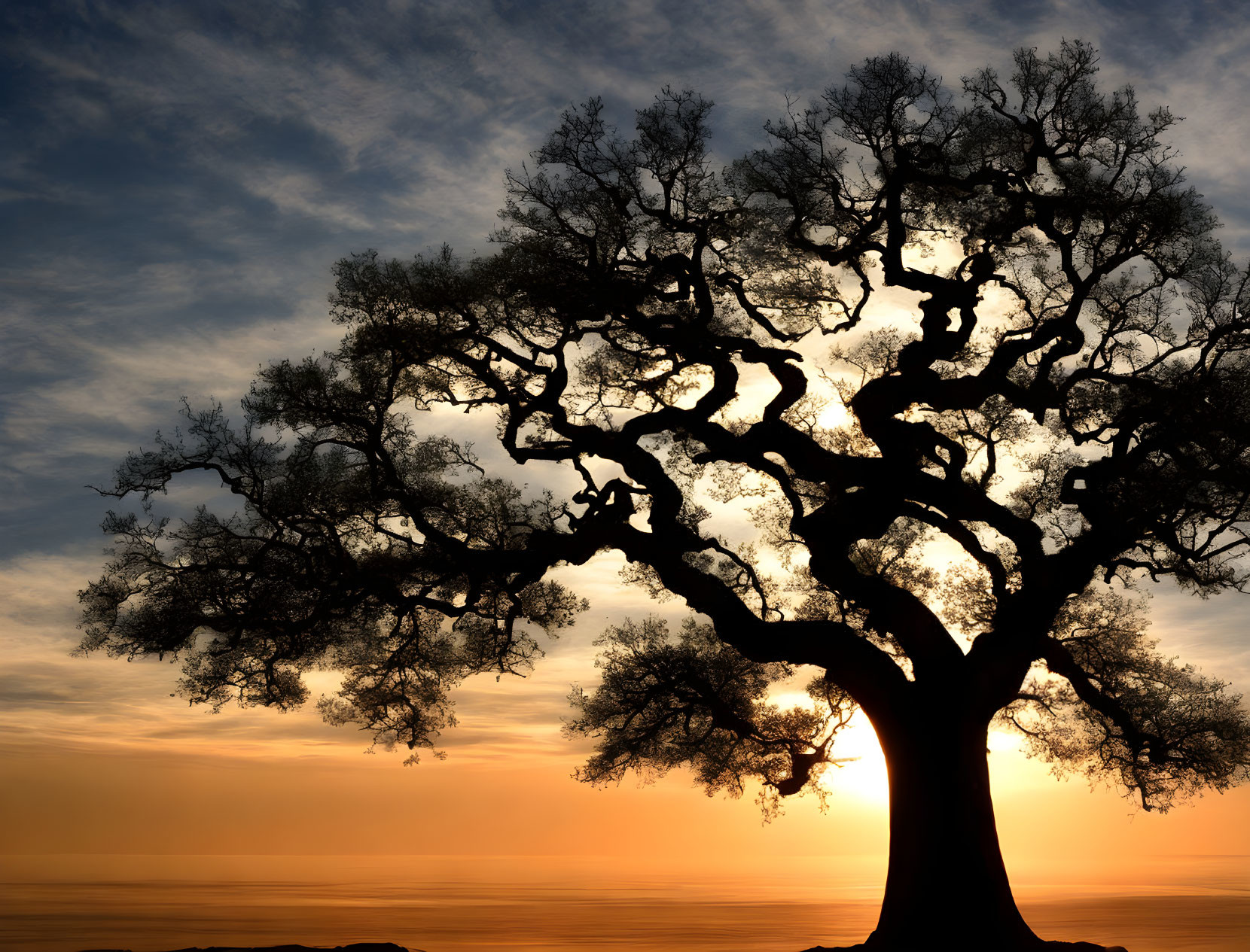 Vivid sunset sky with sprawling tree silhouette