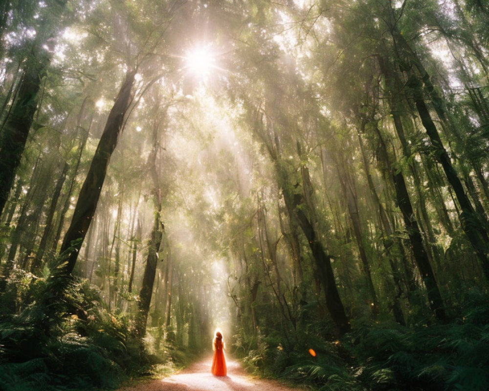 Person in Red Cloak Standing on Forest Path with Sunbeams Through Misty Canopy