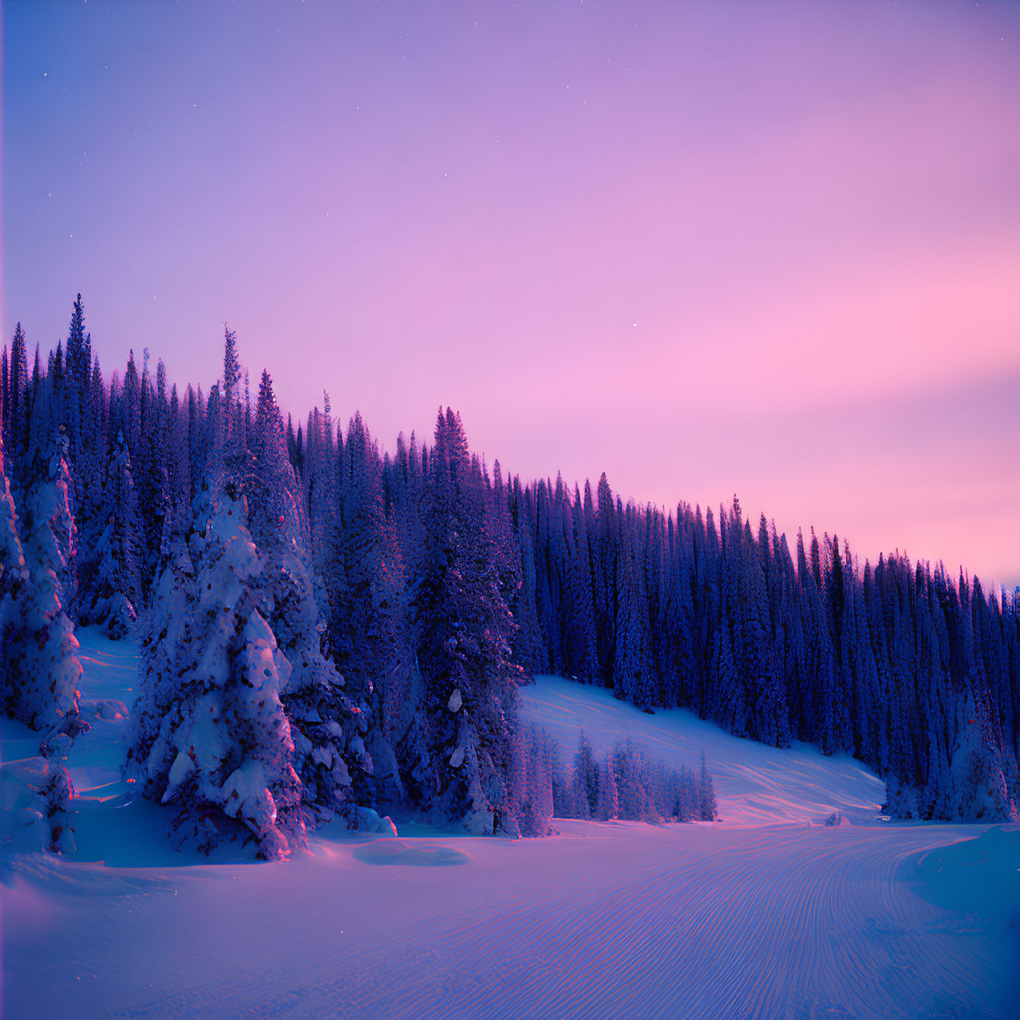 Snow-covered trees in serene twilight winter landscape.