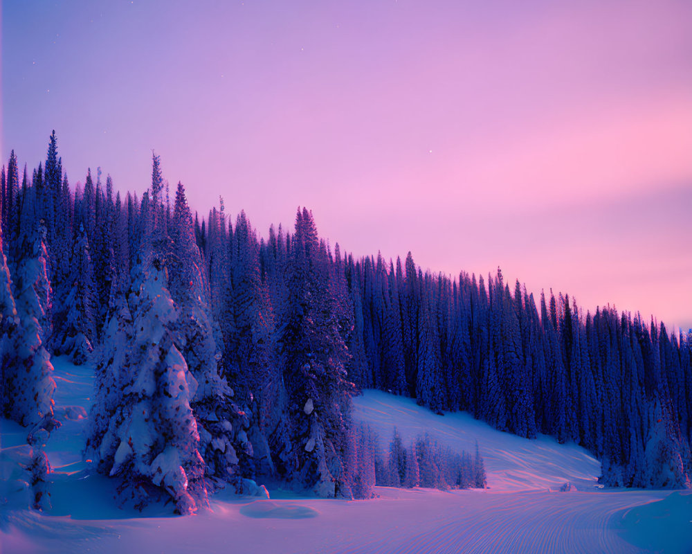 Snow-covered trees in serene twilight winter landscape.