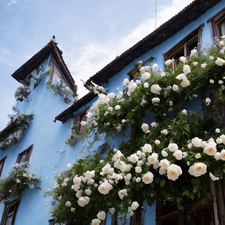 Blue House with White Roses Under Clear Sky