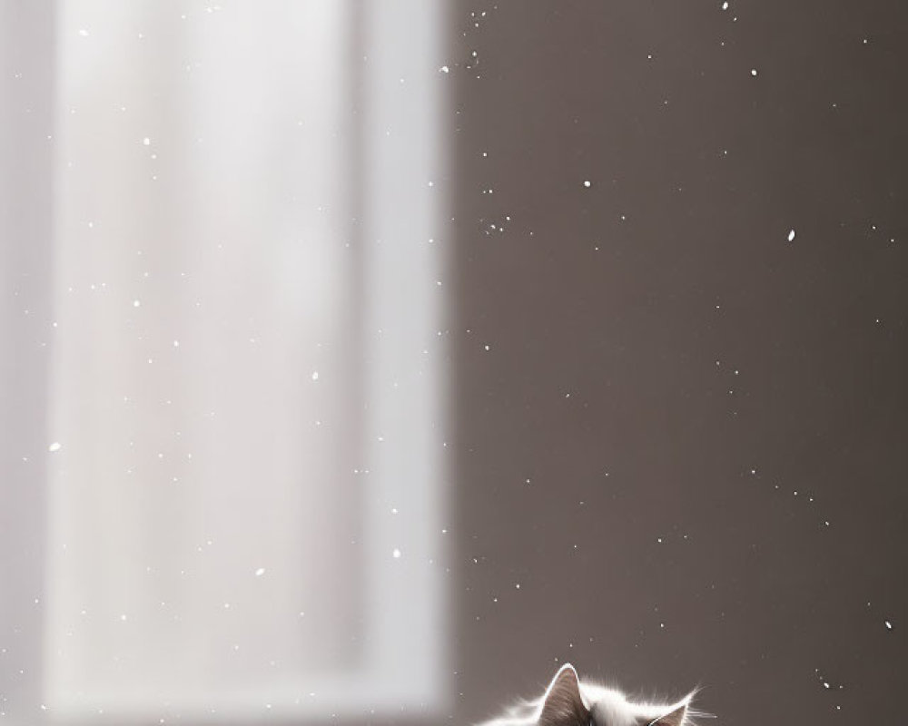 Fluffy white cat with unique markings in sunlight indoors