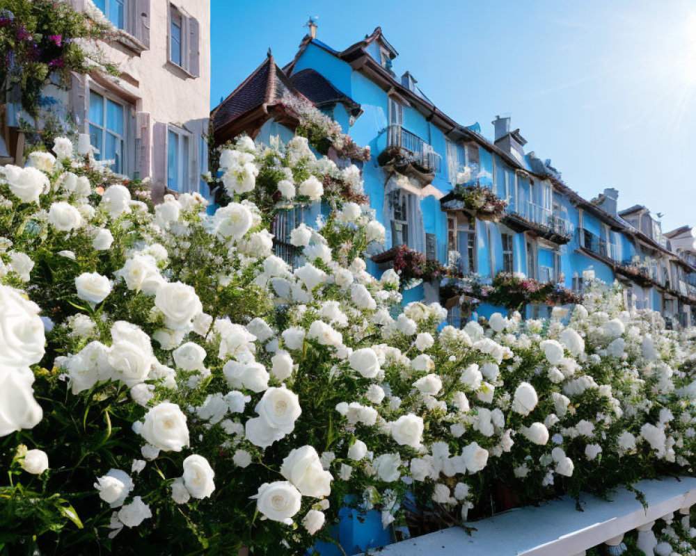 Charming row of houses with blue shutters and white roses