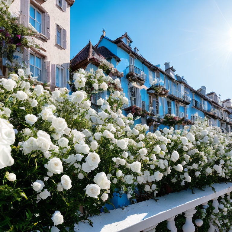 Charming row of houses with blue shutters and white roses