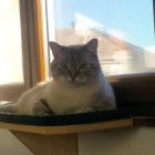 Fluffy white cat with blue eyes in golden bowl under sunlight