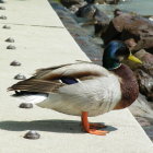 Colorful Bird with Blue Head, Orange Wings, White Body, and Pink Roses on Rock