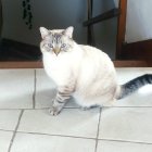 White Cat with Grey Markings and Yellow Eyes in Snowy Setting