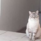 Gray and White Cat with Blue Eyes on White Carpet in Monochromatic Room