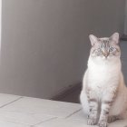 Grey and White Cat with Blue Eyes on Wooden Surface Against Grey Background