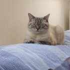 Fluffy Gray Cat with Blue Eyes on Blue Blanket