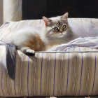 Fluffy Cats on Striped Cushion with Cat Figurine and Green Apple among Autumn Leaves