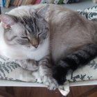 Gray and White Tabby Cat with Unique Fur Patterns Relaxing on Ornate Furniture