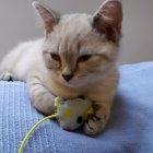 Fluffy Light-Colored Cat with Green Eyes on Blue Fabric with Golden Sparkles