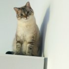 Fluffy Cat with Green Eyes on Modern Structure against Cloudy Sky