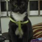 Black cat with green eyes wearing gold collar beside pink flowers indoors